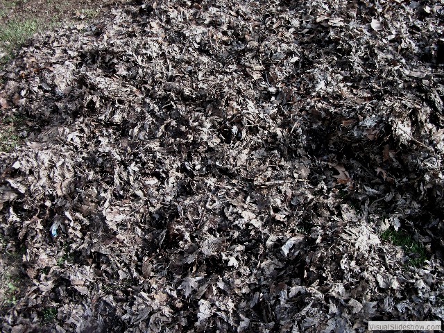 I turned this (dead leaves)...