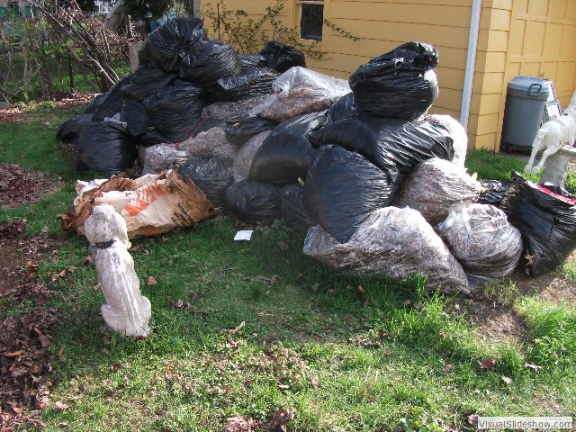 Besides, I had about 120 bags of leaves which I collected from around the neighborhood last fall...