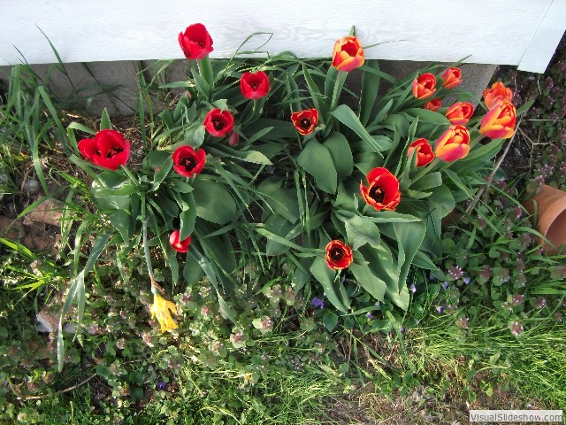 Then, the tulips started popping up. This is where things start becoming FUN!
