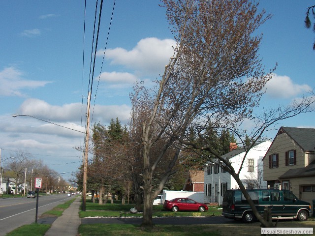 Late April, a crew came by and cut some branches away from power lines on Titus. I asked them to cut mine way back and I'd take the rest of the tree down myself. The result was a kind of half-tree.