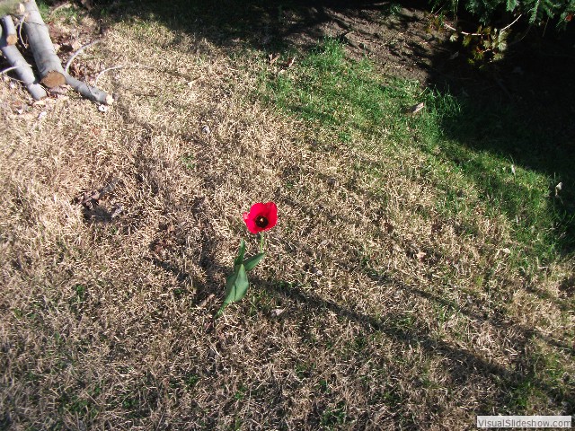 "Alpha Tulip" found its way to the front yard all alone.