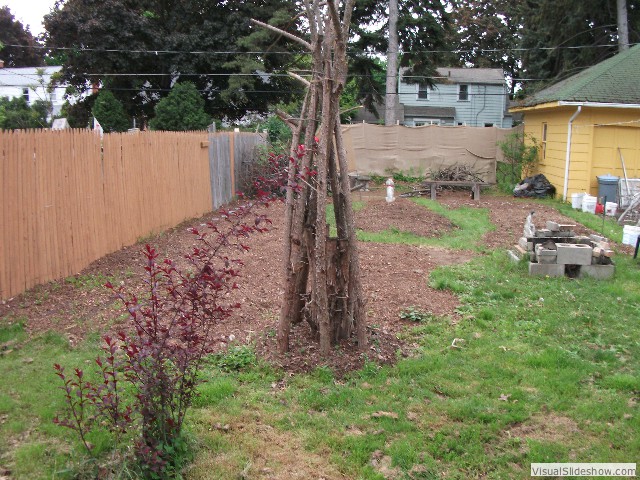 The back yard with pea totem in foreground and three large mulch beds. Note the privacy screen I built in back from 1x2s and a roll of burlap. The neighbors love it!