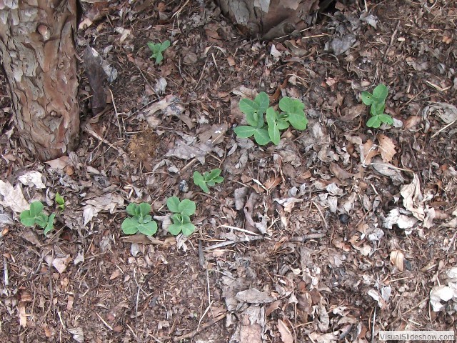 ...PEAS! They love the mulch. I have seedlings of three other tomato varieties, broccoli, four pepper varieties, eggplant and the tobacco seeds are starting to sprout!