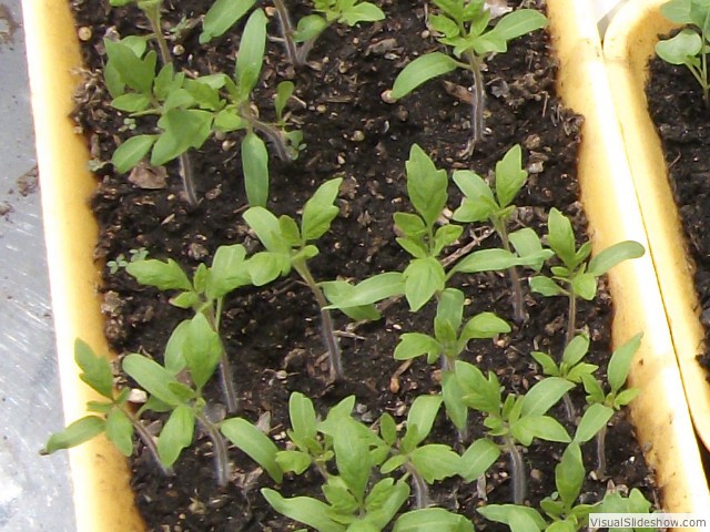 Tomato seedlings. Today the lettuce, spinach, squash, watermelon, kinoa, cantelope, celery, dill and basil go in. More to come. Hope you enjoyed the show.