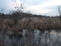 In January, I nearly purchased 17 acres of wetlands. Sadly, the seller was a bit unreasonable and the deal dell through.<br/>