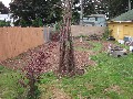 The back yard with pea totem in foreground and three large mulch beds. Note the privacy screen I built in back from 1x2s and a roll of burlap. The neighbors love it!