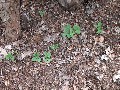 ...PEAS! They love the mulch. I have seedlings of three other tomato varieties, broccoli, four pepper varieties, eggplant and the tobacco seeds are starting to sprout!