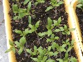 Tomato seedlings. Today the lettuce, spinach, squash, watermelon, kinoa, cantelope, celery, dill and basil go in. More to come. Hope you enjoyed the show.